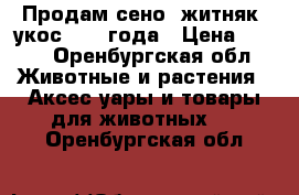 Продам сено, житняк, укос 2017 года › Цена ­ 250 - Оренбургская обл. Животные и растения » Аксесcуары и товары для животных   . Оренбургская обл.